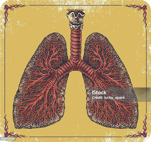 Vetores de Mão Desenhada Vector Os Pulmões e mais imagens de Alergia - Alergia, Anatomia, Antialérgico