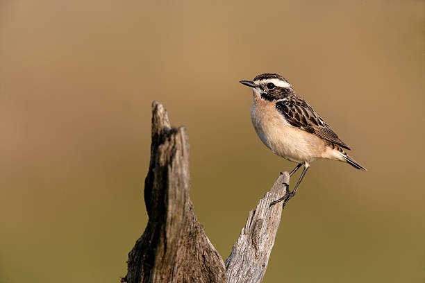 braunkehlchen, saxicola rubetra - whinchat stock-fotos und bilder