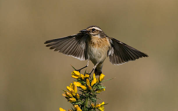 istock Whinchat, Saxicola rubetra 460133591