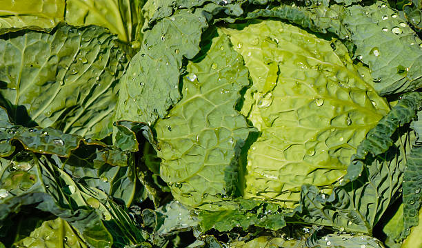 istock cabbage in street market 460133649
