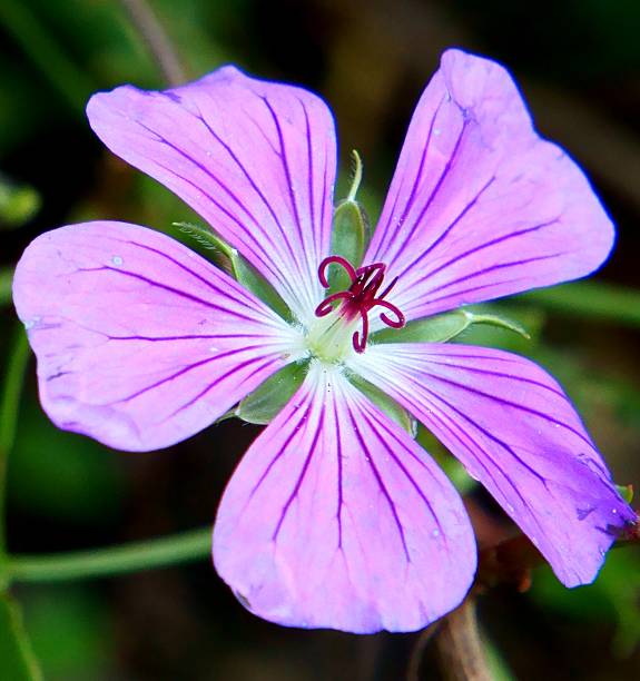 istock Purple flower with green background 460134451