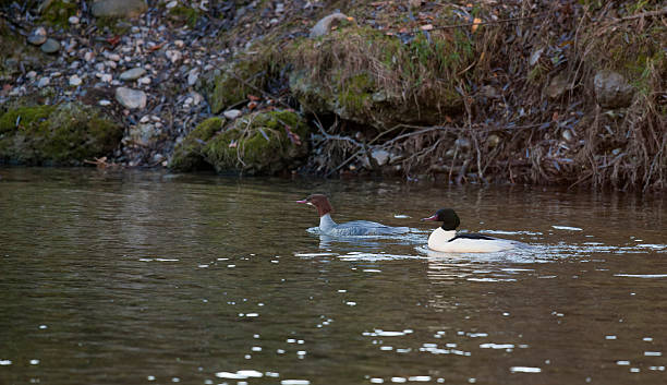 istock Female and male Merganser 460134995