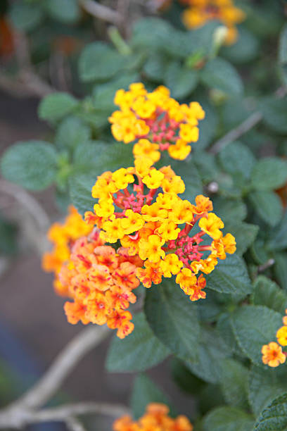 istock Yellow Lantana Flowers. 460135079