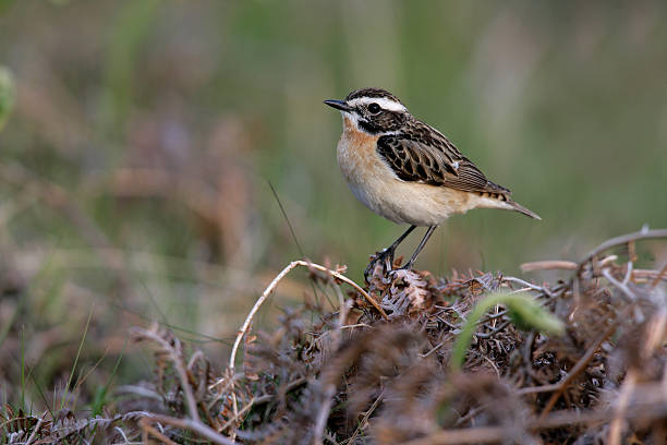 braunkehlchen, saxicola rubetra - whinchat stock-fotos und bilder