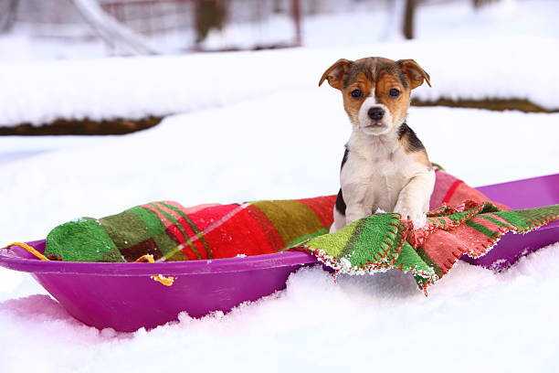A playful Jack Russel mix puppy sits on a blue sled in a snow drift and begs for a ride.