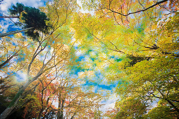 the fall season of Japan in Kyoto,Japan