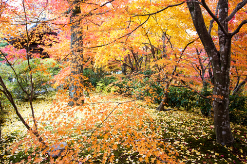 the fall season of Japan in Kyoto,Japan