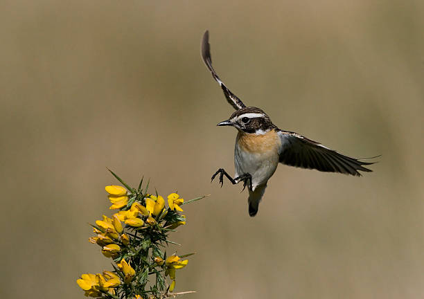 istock Whinchat, Saxicola rubetra 460137617