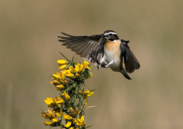 istock Whinchat, Saxicola rubetra 460137625