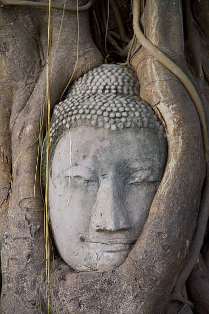 istock Head Buddha in tree roots at Wat Mahathat 460138027