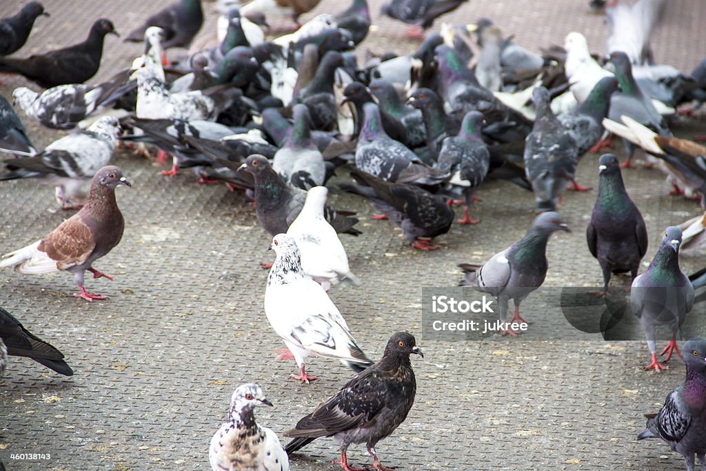Rock pigeon - Columba livia. Animal Stock Photo
