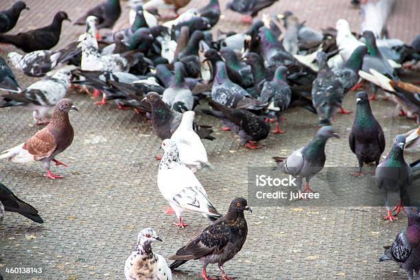 Rock Pigeon Columba Livia Stock Photo - Download Image Now - Animal, Animal Wildlife, Beak