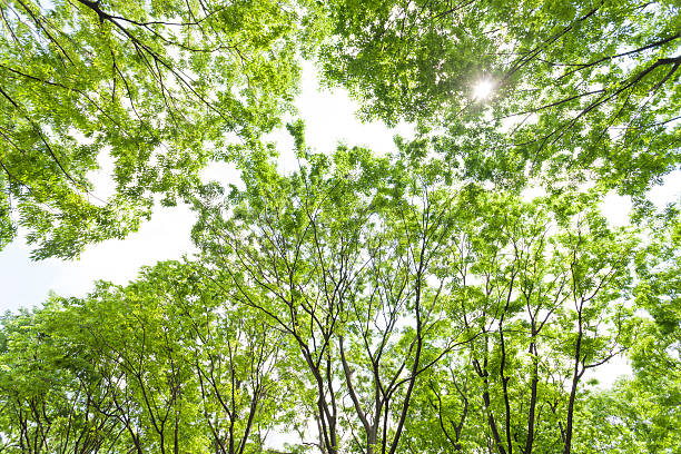zelkova bordée d'arbres vert frais - kelly green light plant tree photos et images de collection