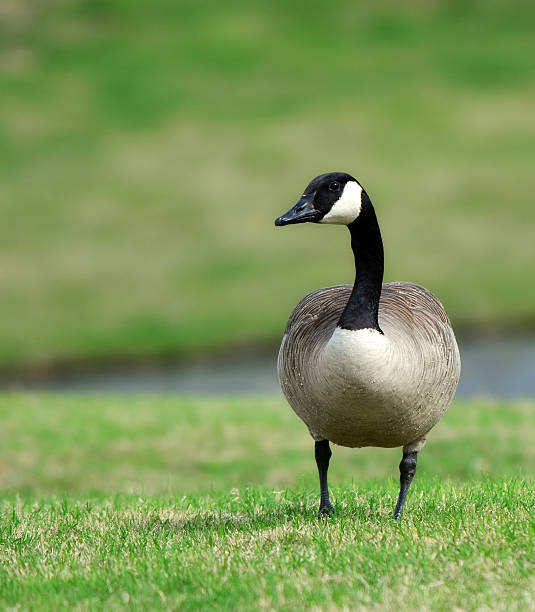 istock Canada Goose strolling in the park 460139167