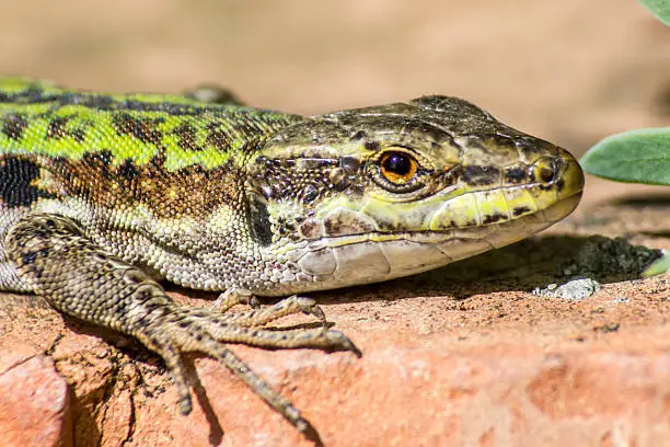 Photo of The Sicilian Wall Lizard, Podarcis waglerianus