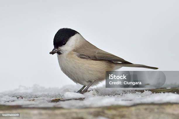 쇠박새 Parus Palustris 갈색에 대한 스톡 사진 및 기타 이미지 - 갈색, 나무, 나뭇가지