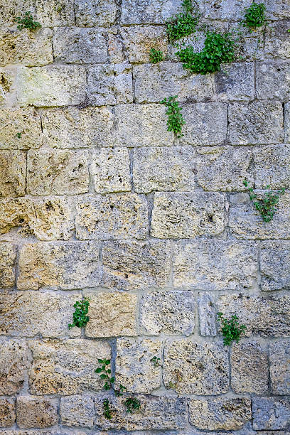 istock Medieval wall of white stone with small plant 460140015