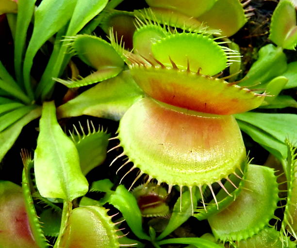 istock Carnivorous plant - Dionaea muscipula 460140647