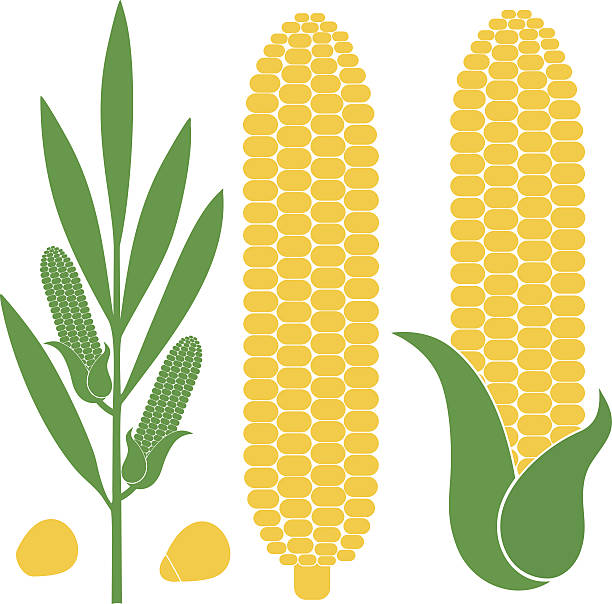 illustrazioni stock, clip art, cartoni animati e icone di tendenza di pannocchia - corn corn crop corn on the cob food