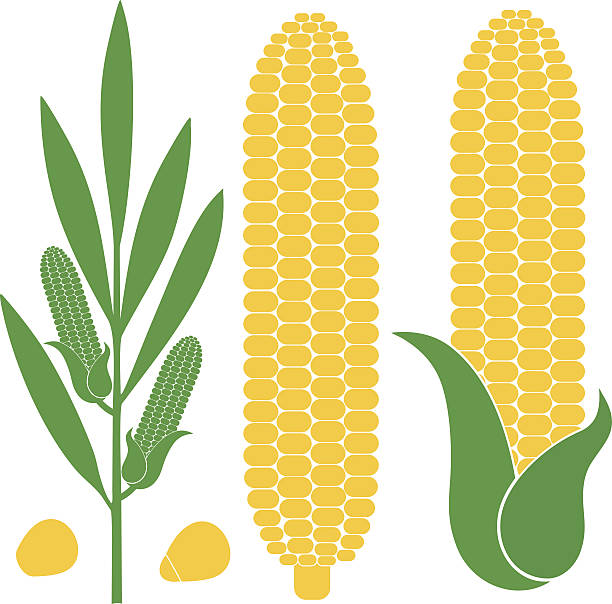 옥수수 - corn corn crop corn on the cob isolated stock illustrations