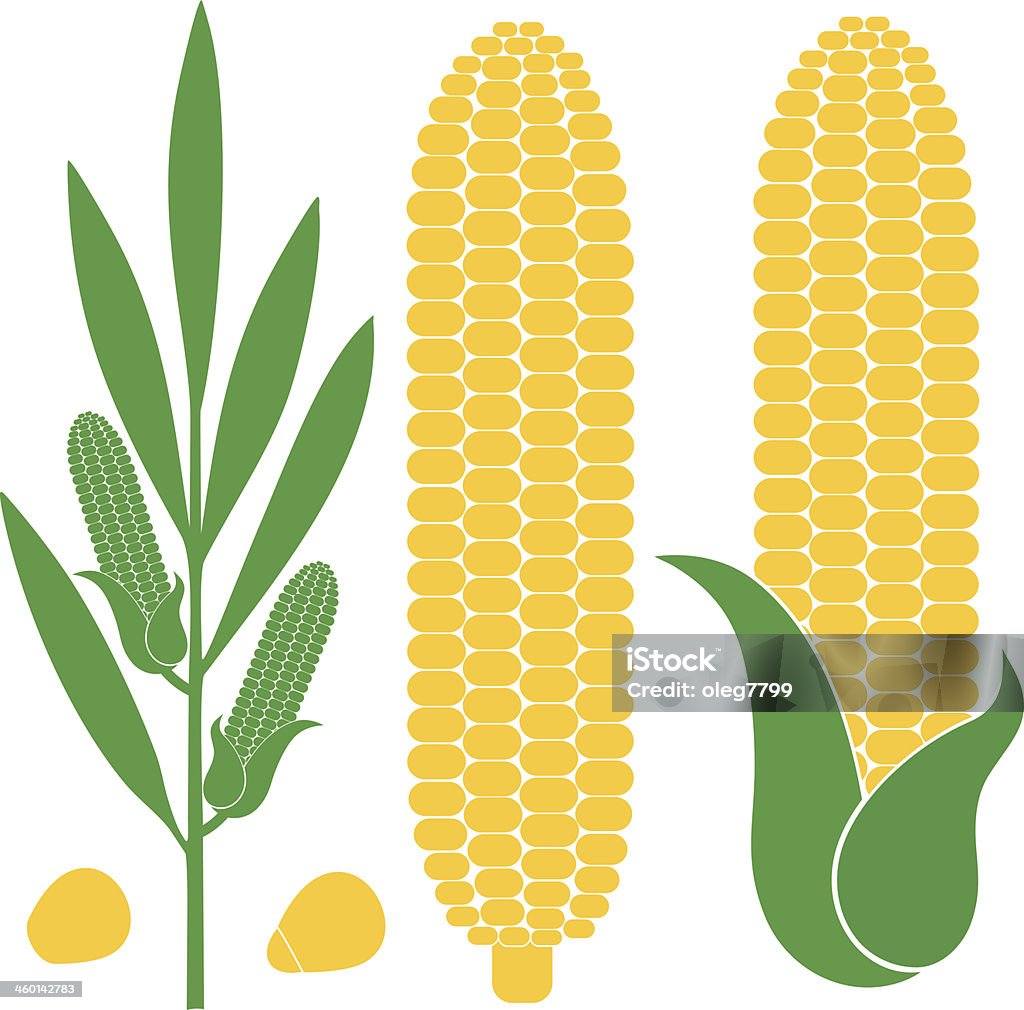 Illustration of corn in different forms and figures (EPS) + ZIP - alternate file (CDR)  Corn On The Cob stock vector
