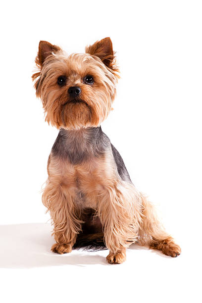 istock Yorkshire Terrier, sitting and looking at camera against white background 460146969