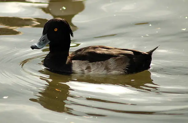 The Goldeneye, a small freshwater Duck