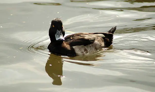 This Goldeneye, a small Duck gently paddles along the River Avon.