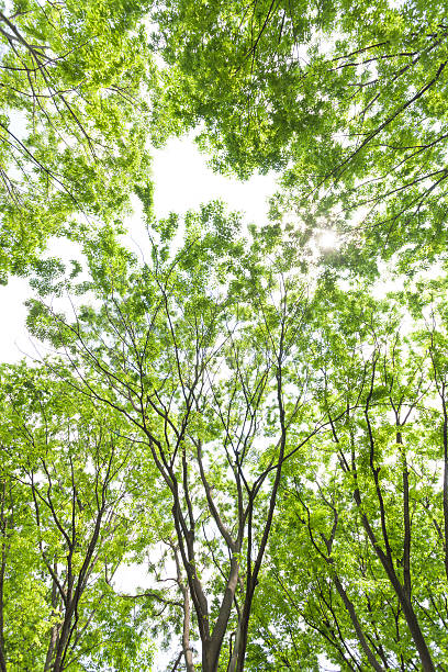 zelkova bordée d'arbres vert frais - kelly green light plant tree photos et images de collection