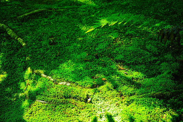 istock Green moss in japanese garden 460156891