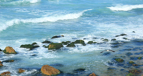 istock Seashore in Alexandria 460158139