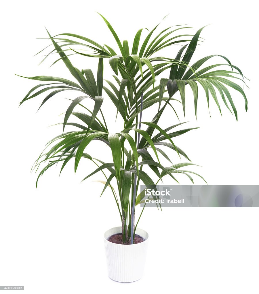 Small potted Kentia Palm tree isolated on white background Kentia Palm Tree in thr pot Howea Forsteriana Stock Photo