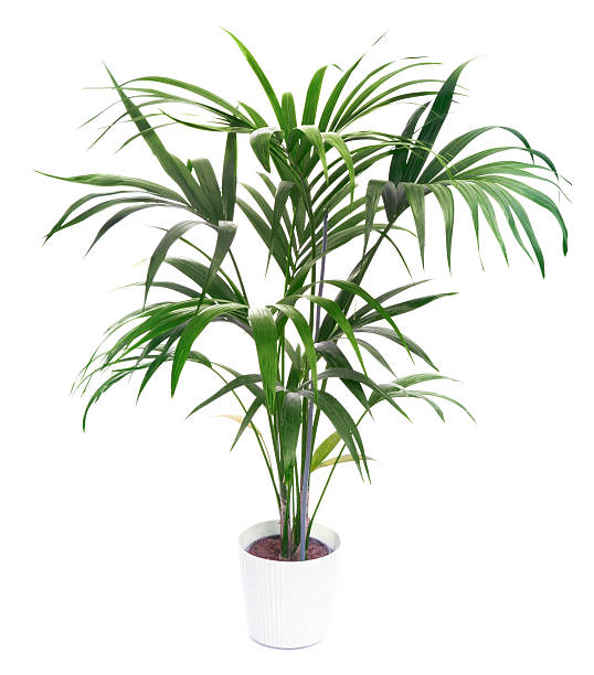 Small potted Kentia Palm tree isolated on white background stock photo