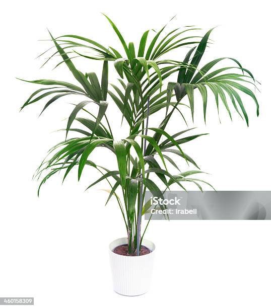 Small Potted Kentia Palm Tree Isolated On White Background Stock Photo - Download Image Now