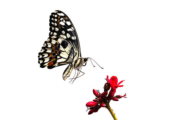 istock butterfly thailand isolated on white background 460158991
