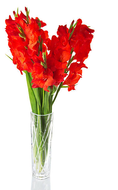 gladiolo en un florero transparente rojo - gladiolus single flower isolated white fotografías e imágenes de stock
