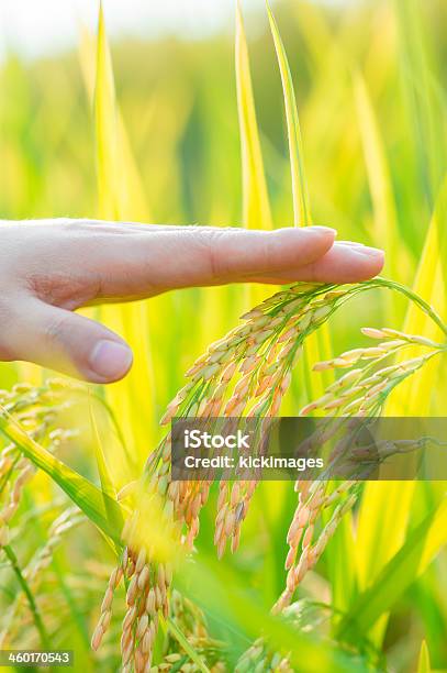 Raccolta - Fotografie stock e altre immagini di Adulto - Adulto, Agricoltore, Agricoltrice