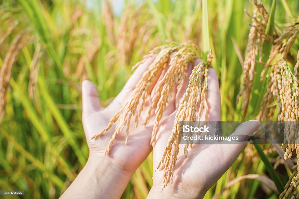 Zbiory upraw ryżu - Zbiór zdjęć royalty-free (Analizować)