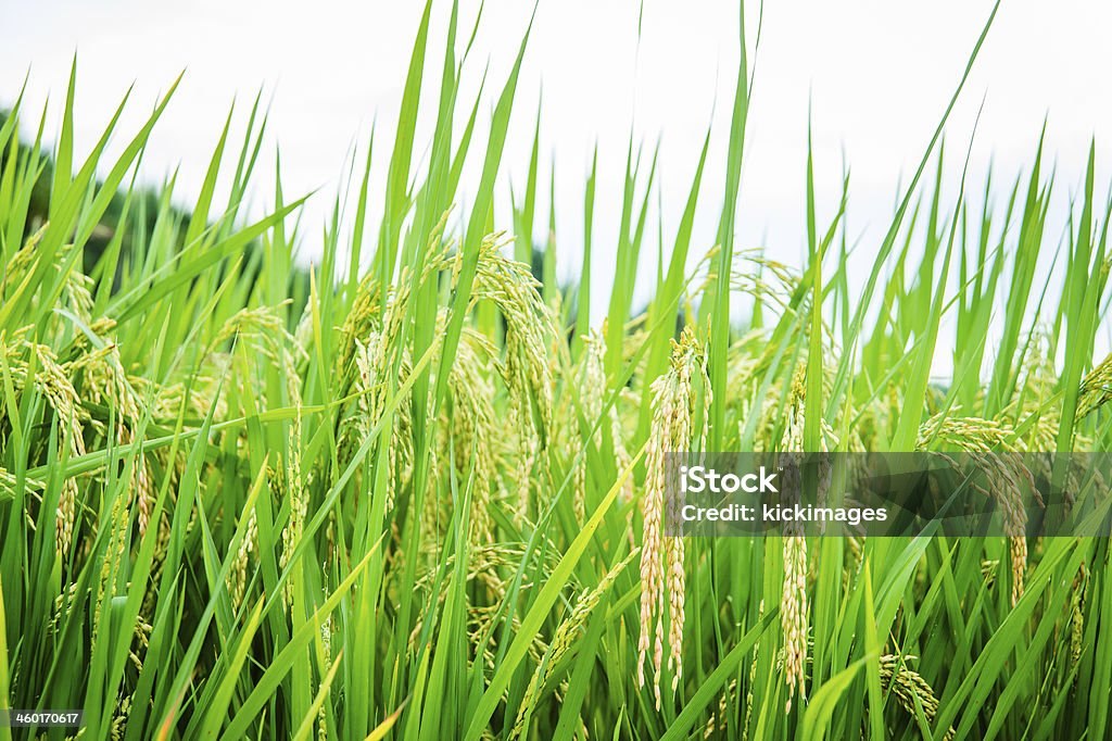 Colher de arroz Paddy - Royalty-free Agricultura Foto de stock