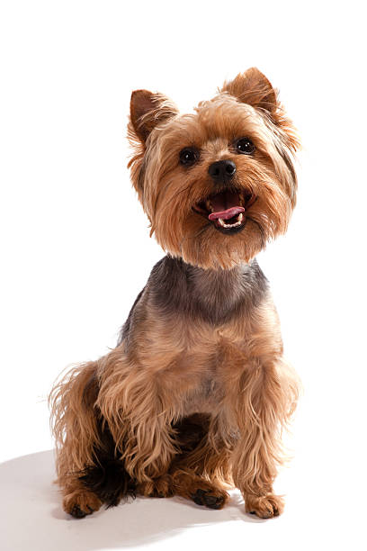 istock Yorkshire Terrier, sitting and looking at camera against white background 460177445