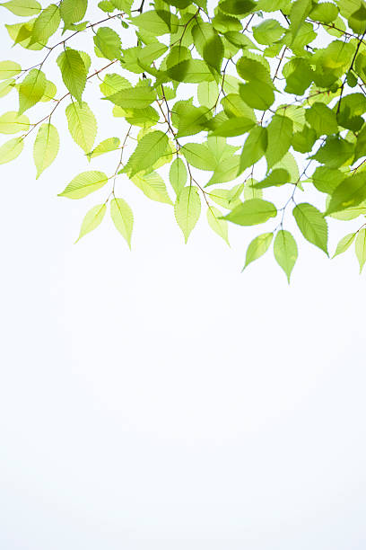 zelkova bordée d'arbres vert frais - kelly green light plant tree photos et images de collection