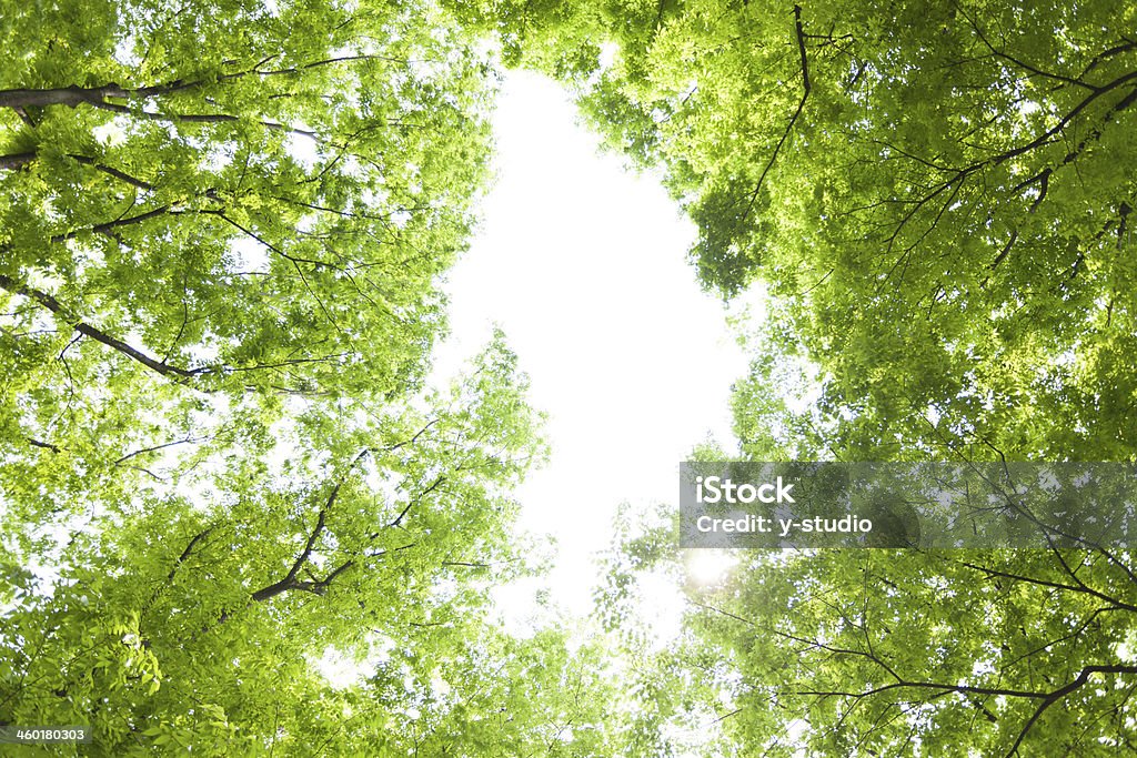 Zelkova tree-lined fresh green Crisp sprouts will appear in the branches of the zelkova When it comes to spring. Branch - Plant Part Stock Photo