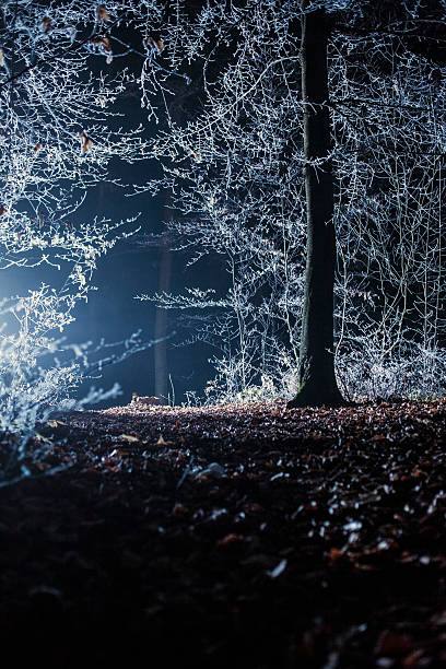 istock Misty winter forest at night 460181323