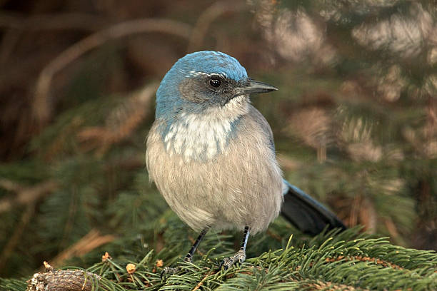 istock Scrub jay in spruce tree Colorado 460181399