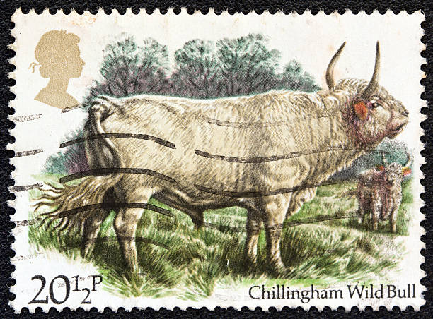istock United Kingdom stamp shows a Chillingham Wild bull (1984) 460191693