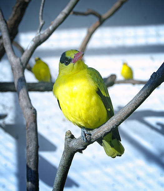 Golden Oriole in natural habitat (Oriolus oriolus)