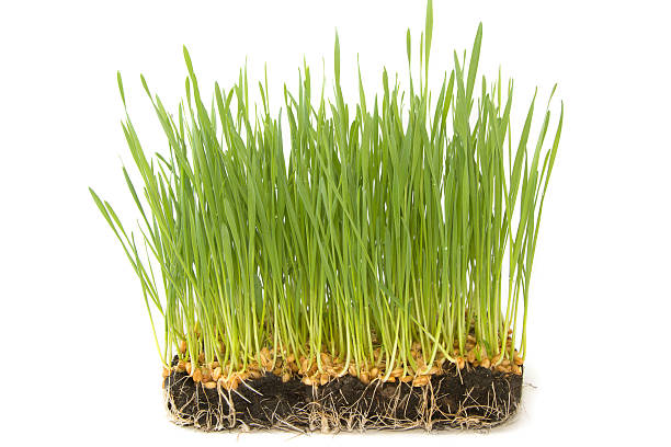 istock Wheat seeds with green sprouts 460196181