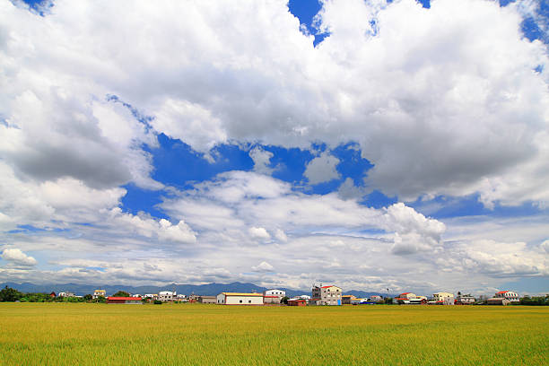 paddy rice field with blue sky and white cloud in the country