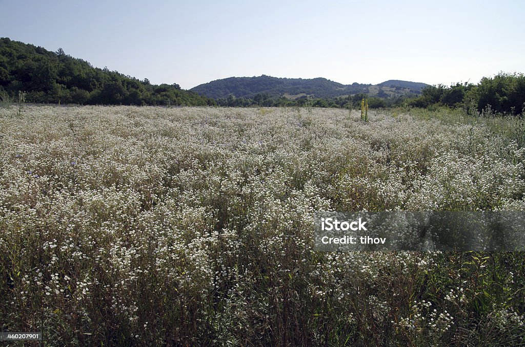 Margaridas selvagens. - Foto de stock de Alemanha royalty-free