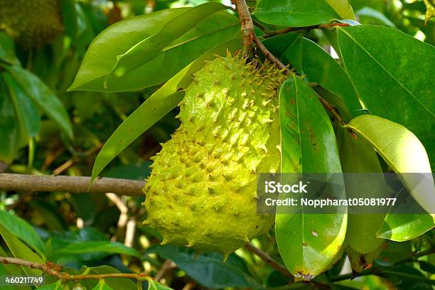 Soursop Prickly Custard Apple Treatment O Stock Photo - Download Image Now